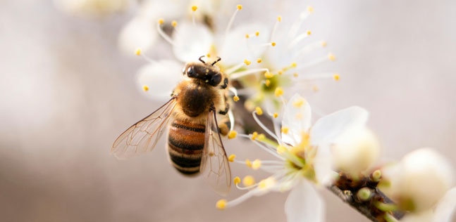 Allergy to insect stings​